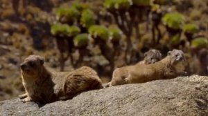 Животные живущие на крутых горах /  Animals living on steep mountains