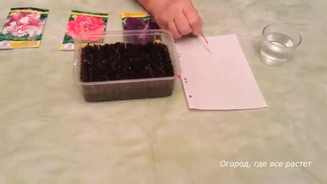 Тонкости посева петунии и других цветов на рассаду.mp4 смотреть онлайн