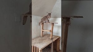 Каракал Люба и Соломон снова вместе ♥️The Caracal family is together again.