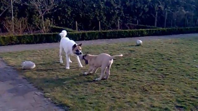 American Akita's & English Mastiff 2.mp4 смотреть онлайн