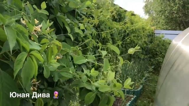 LC533: Женскийклуб. Дача. Дачные зарисовки. Владимир Борисович, мангал, гамак, шашлык?? смотреть онлайн