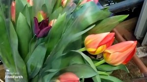 Выгонка тюльпана . Мой первый опыт.