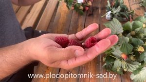 ? Малина КАСКАД ДЕЛАЙТ ? Один из самых ранних сортов летней малины.