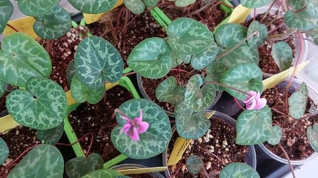 Освещение для растений. Как и зачем его измерять в цветоводстве смотреть онлайн