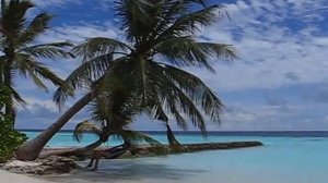 Отдых на Мальдивах. Пляж, пальма и море | Maldives