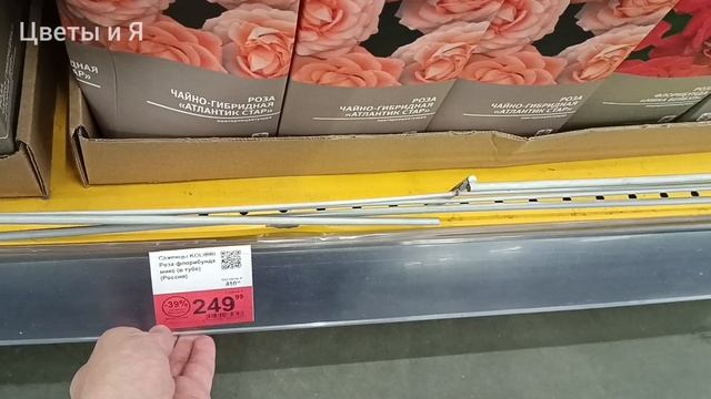 ?ЛЕНТА??САЖЕНЦЫ??ЧТО ЕСТЬ В ПРОДАЖЕ?