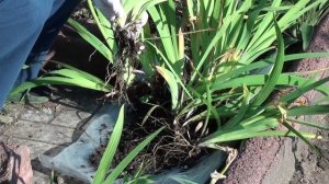 Учимся делить и правильно садить бородатый  ирис.