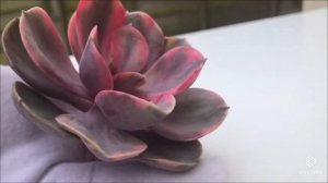 Echeveria Rainbow (8)*