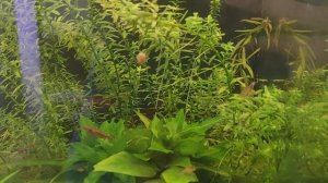 Три нано аквариума. Обзор.