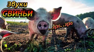 Звуки Свиньи | Хрюканье,визги свиньи | Звуки животных | Звуки природы