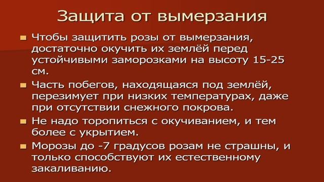 Выращивание роз. Агротехника. Сорта. Фонд Президентских грантов. смотреть онлайн