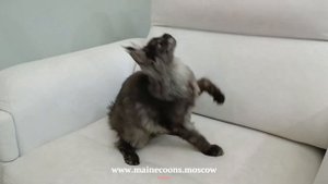 Брутальная красотка Мейн-кун окраса черный дым (ns) - 4,5 месяца