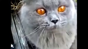 Злые кошки !