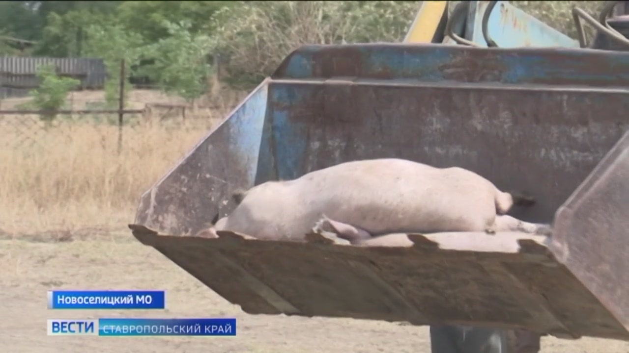 Купить Авто В Ставропольском Поросят