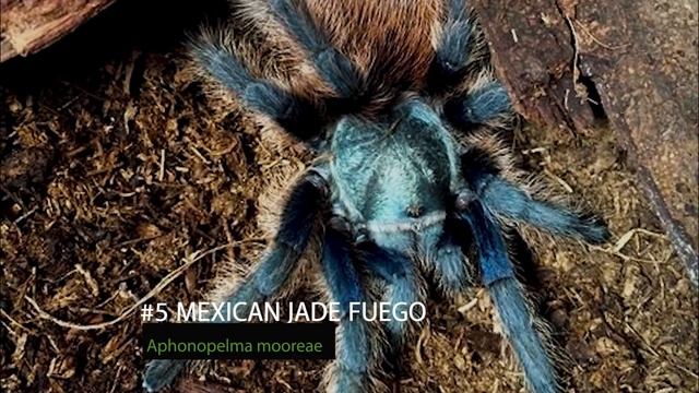 Top 10 Most Expensive and RARE Tarantulas - Fancy Spiders смотреть онлайн