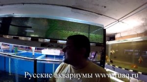 Гуппи, меченосцы, разведение