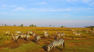 4K African Animals: Aberdare National Park - Amazing African Wildlife Footage with Real Sounds