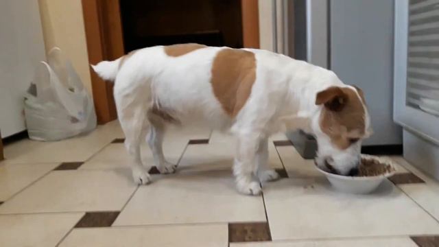 Собака Джек Рассел , а обед по расписанию , вкусная кашка с мясом смотреть онлайн