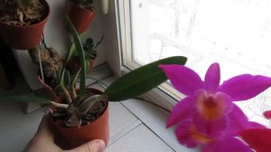 Цветение орхидеи каттлея (Cattleya Chain-TZY guiding 'Chain-TZY Red Top')