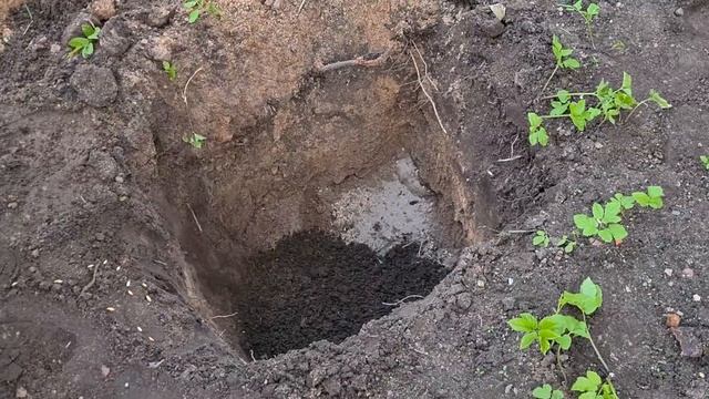 Как посадить фундук ПРАВИЛЬНО, что нужно делать для 100% приживаемости. Изучаем тонкости. Серия 32
