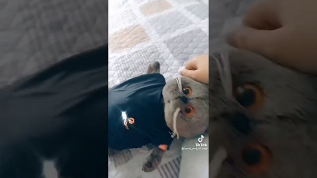 •|БАСИКИ в ТИК ТОК|•12 МИНУТ БАСИКОВ!!!!