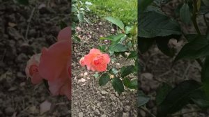 rose Pink Abundance, first year# троянда Пінк Абунданс