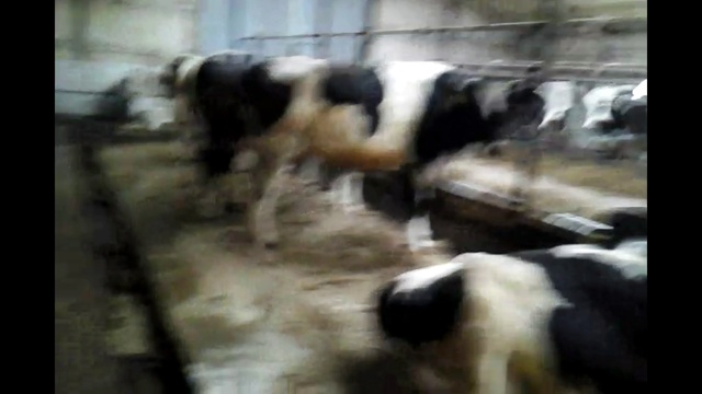 Sale of pedigree cattle breeds of Holsten +79063333941. Livestock смотреть онлайн