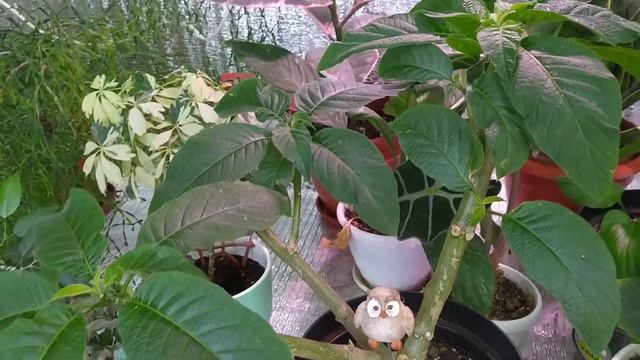 Бругмансия. Мой опыт выращивания смотреть онлайн