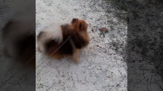 Шпиц громко лает, но не кусает)) смотреть онлайн