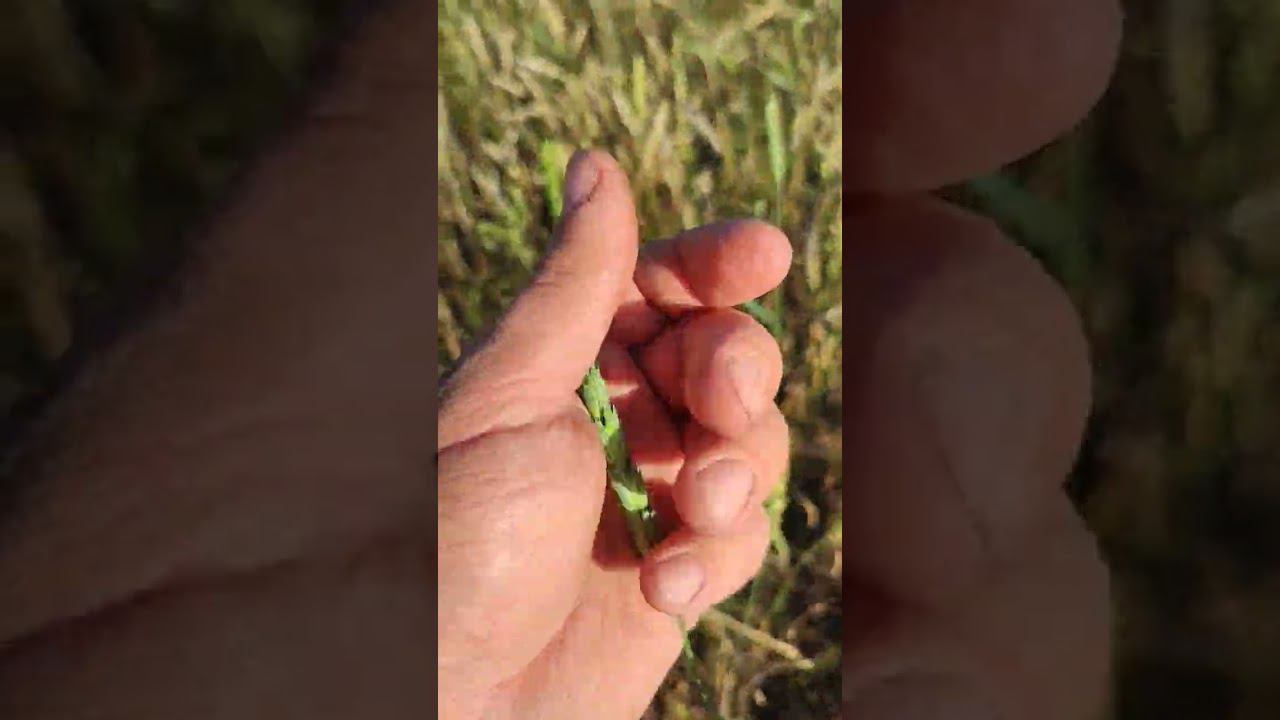 и когда будет уборка смотреть онлайн