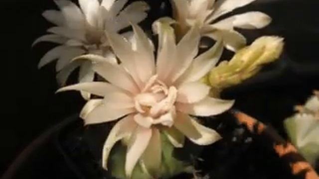 Gymnocalycium damsii stranepiante - time lapse смотреть онлайн