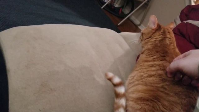 О котиках, такой ласковый рыжий и мурчит смотреть онлайн