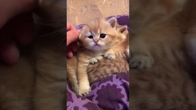Британские золотые котята +79267222798 готовы к продаже