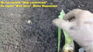 Пересаживаю свои ирисы. Посадка и пересадка карликовых, сибирских и обычных ирисов.