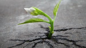 Про уязвимость клиента в процессе получения психологической помощи.