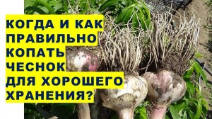 Когда и как правильно копать озимый чеснок, чтобы он хорошо хранился?