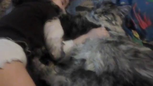 Наш котик (Мейн Кун 9 месяцев) и дочура (3 года) смотреть онлайн