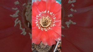 Лобивии цветут