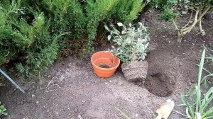 Будлея низкорослая