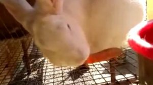 Лучшие большие породы кроликов   Белый Великан