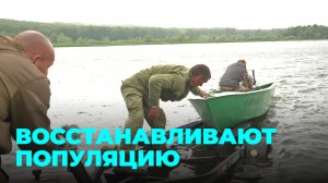 Сотни мальков краснокнижной рыбы выпустили в Обь под Новосибирском