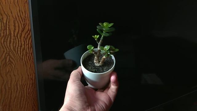 Денежное дерево. Компактные Hojawon: штамб и мини-бонсай, Минор и компактный Гелиос. смотреть онлайн