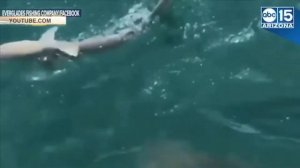 Гигантская рыба проглотила акулу на глазах у рыбаков  видео