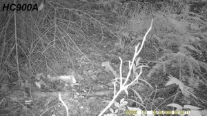 Мыши на фотоловушки HC900A и HC804A