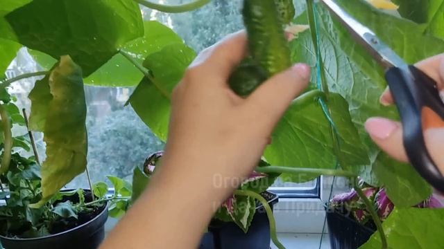 Огурцы и Помидоры Вмиг Пойдут в Рост От Этой Подкормки. Обильный Урожай в Огороде На Балконе 2023 смотреть онлайн