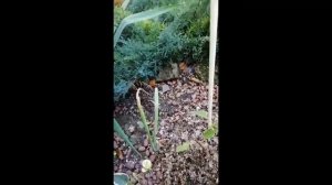 Как и когда правильно укрыть  гортензию метельчатую на зиму