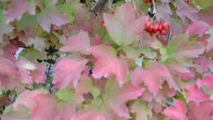 ФУТАЖ Красивые гроздья калины Куст калины