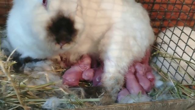 Крольчиха рожает//У крольчихи второй окрол родила 14 крольчат смотреть онлайн