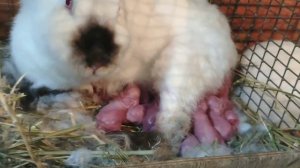 Крольчиха рожает//У крольчихи второй окрол родила 14 крольчат