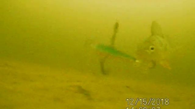 Псковское озеро, активный клев окуня. смотреть онлайн